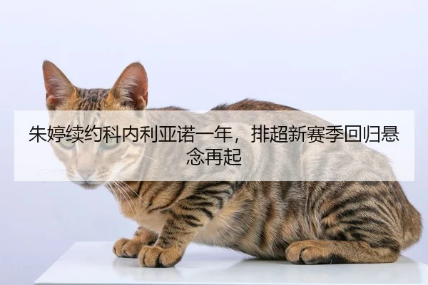 zhu-ting-xu-yue-ke-nei-li-ya-nuo-yi-nian-pai-chao-xin-sai-ji-hui-gui-xuan-nian-zai-qi-2-311.jpg